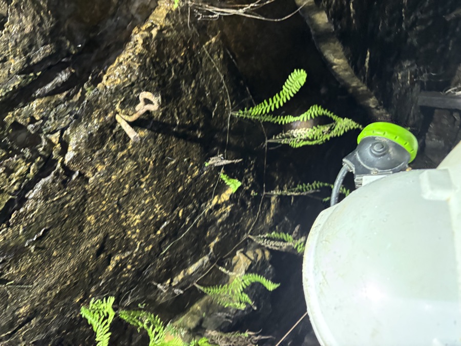 Camera trap monitoring