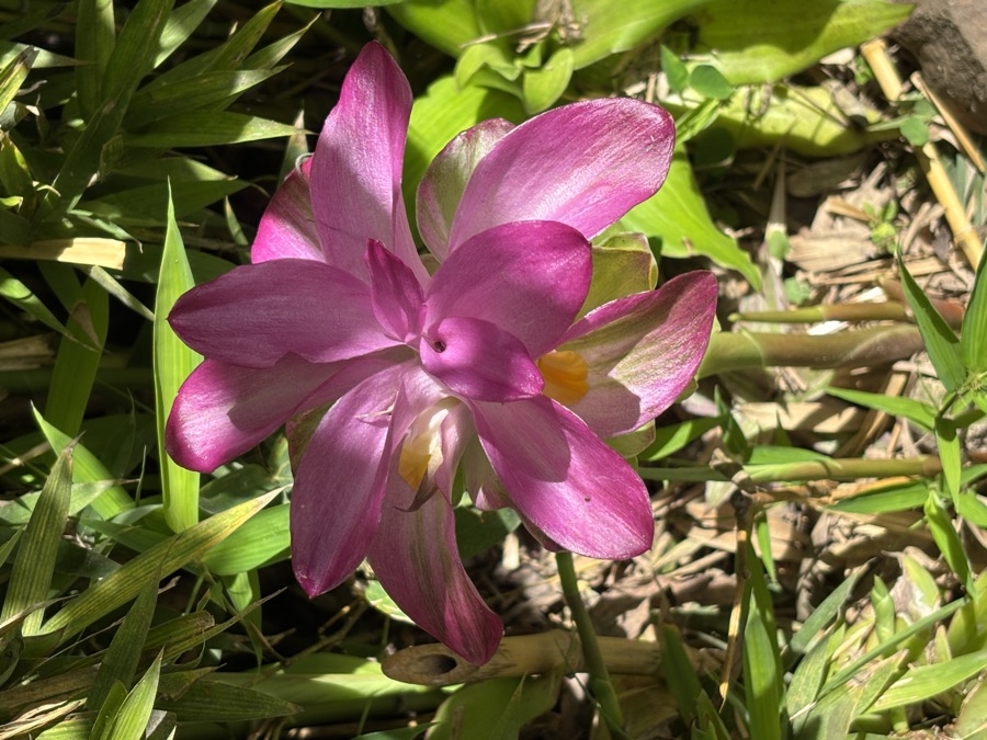 Native flora