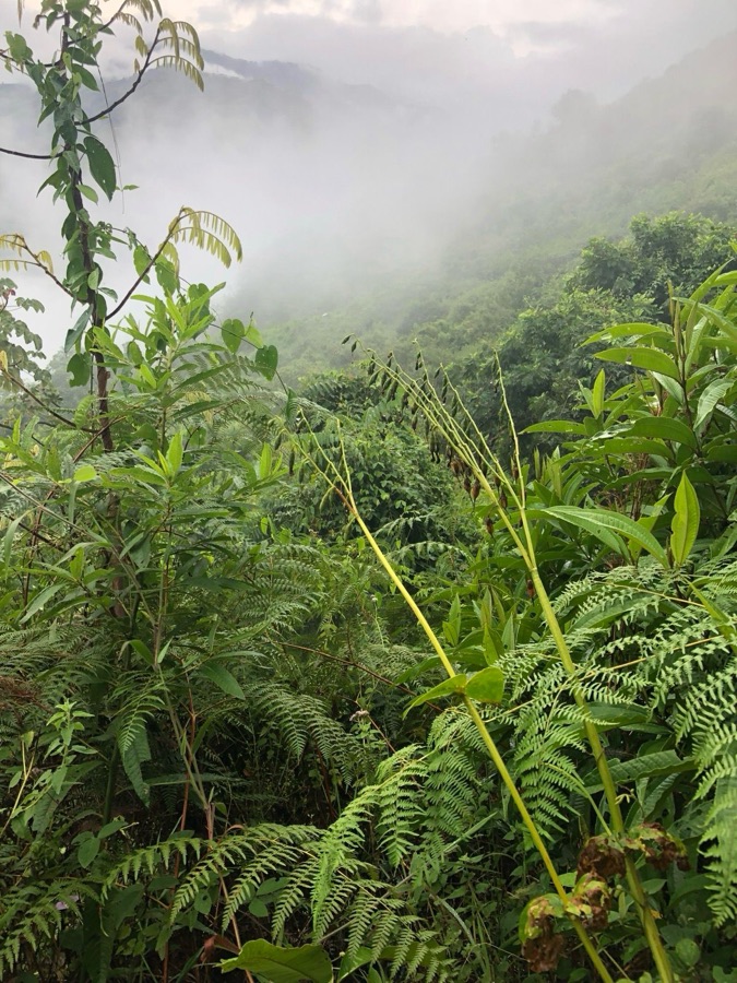 Cloud forest