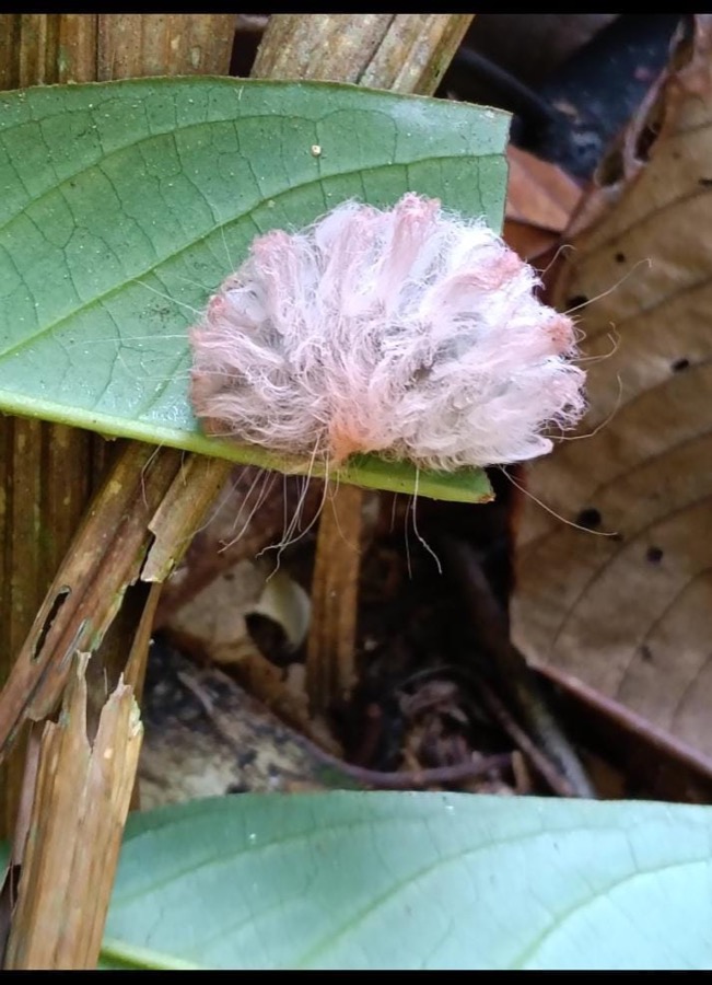 Caterpillar