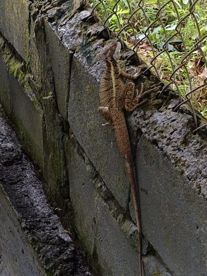 Forest lizard