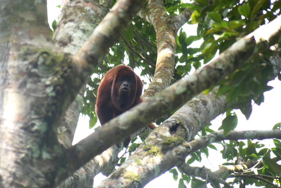 Howler monkey