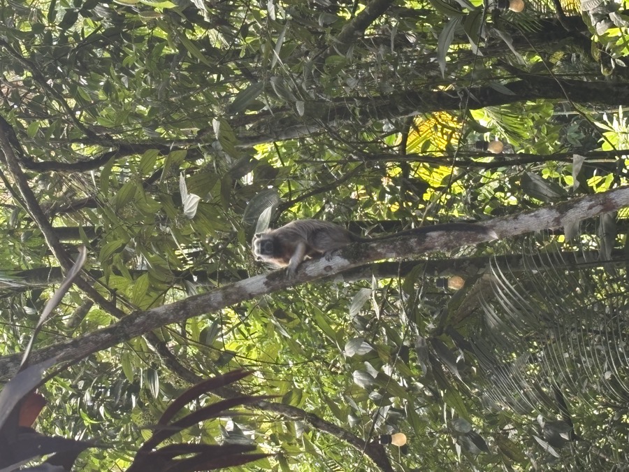 Spider monkey